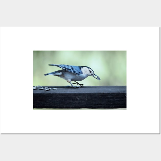 Nuthatch Wall Art by LaurieMinor